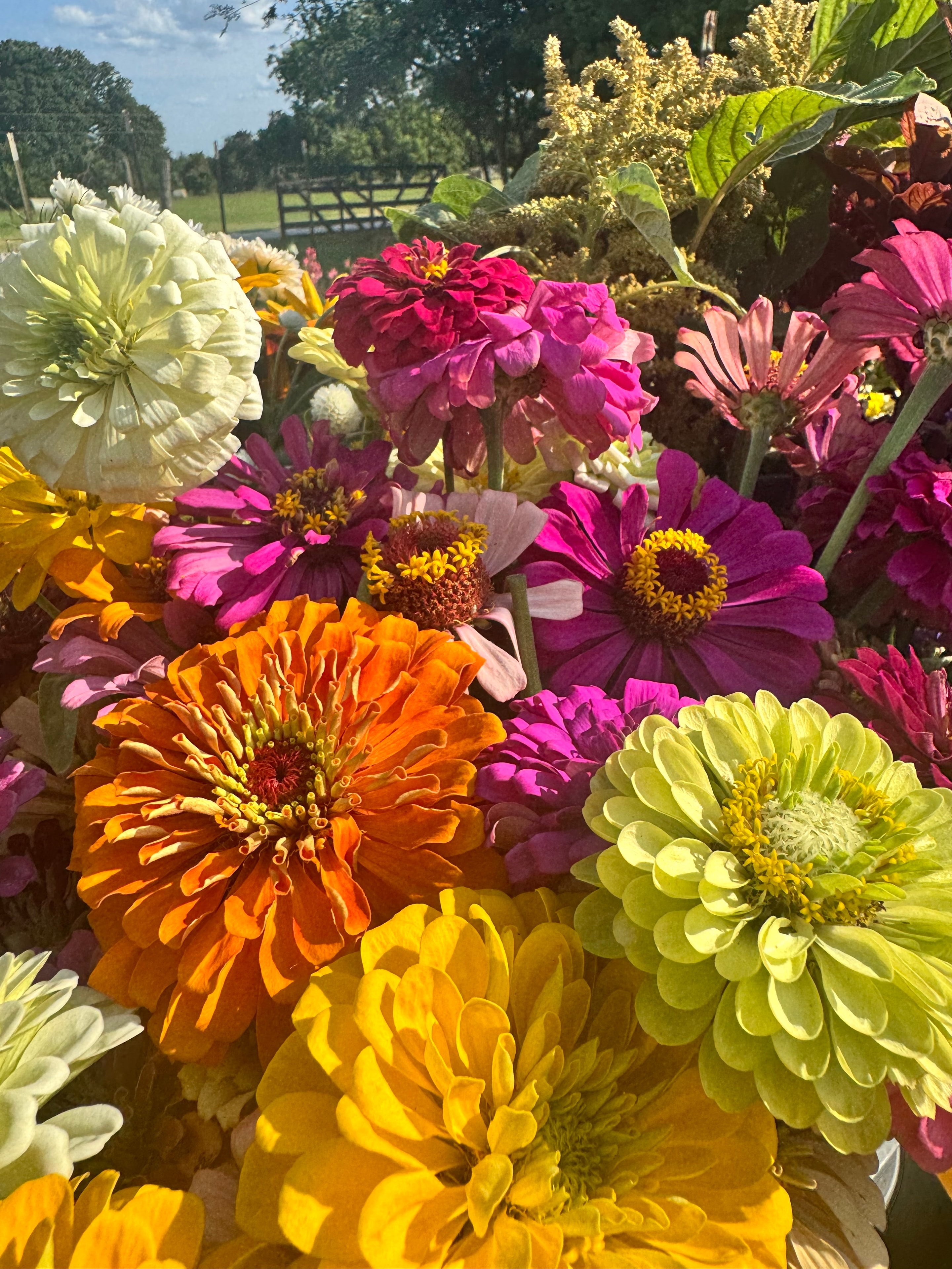 First Zinnias of the season are here