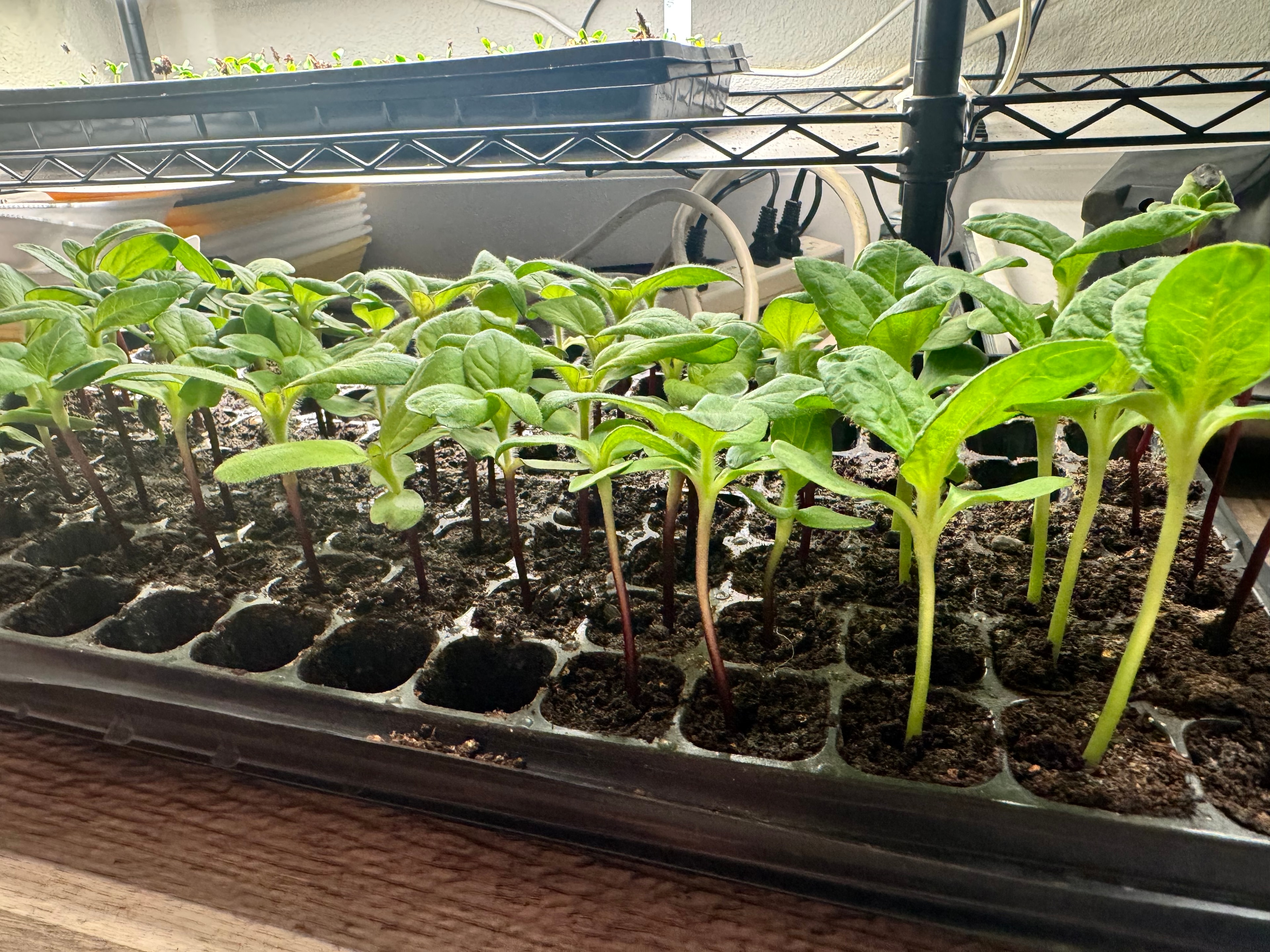 Transplanting day — the whole family pitched in
